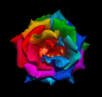 Picture of MULTICOLOR ROSE