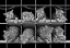 Picture of OCTET