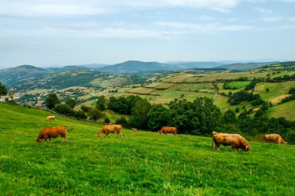 Picture of SANTIAGO DE COMPOSTELA PILGRIMAGE - 237