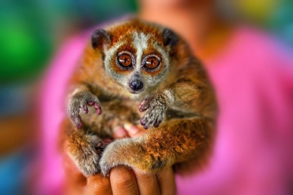 Picture of SLOW LORIS 2 - THAILAND - 92