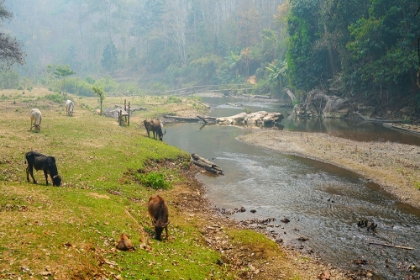 Picture of THAILAND - 79