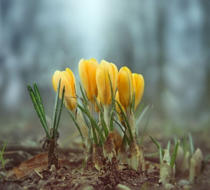 Picture of CROCUSES