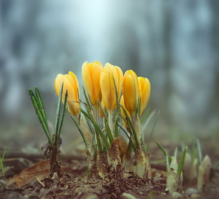 Picture of CROCUSES