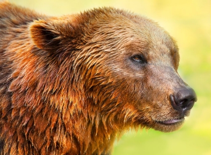 Picture of CUTE BEAR 2