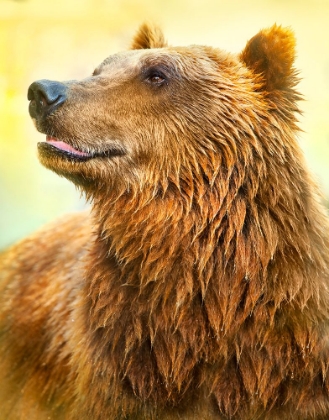 Picture of CUTE BEAR