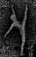 Picture of DANCER