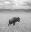 Picture of ONCE UPON A TIME IN KENYA - 4