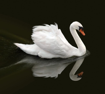 Picture of SWAN 1