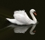 Picture of SWAN 1