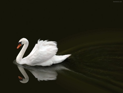Picture of SWAN 2