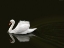 Picture of SWAN 2