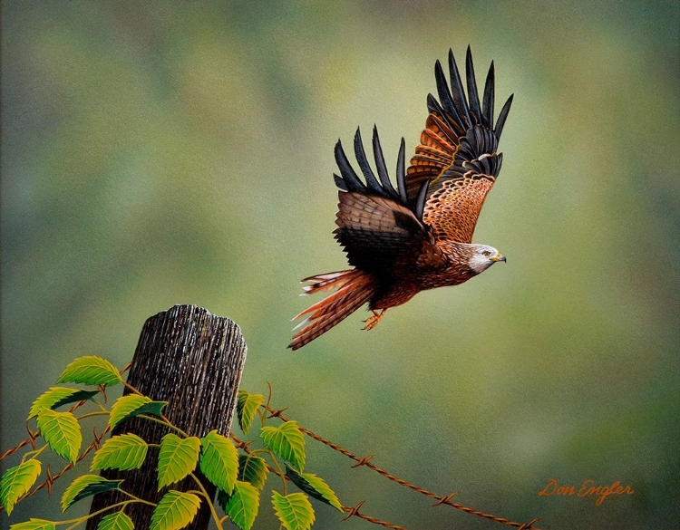 Picture of RED KITE