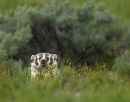 Picture of BADGER PEEK A BOO YNP