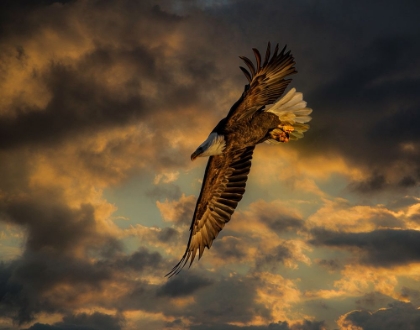 Picture of BALD EAGLE AT SUNSET