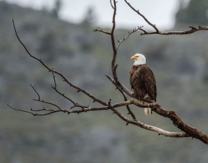 Picture of BALD EAGLE PERCHED IN YNP