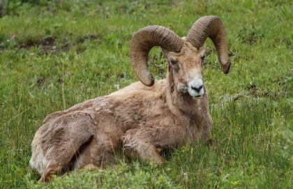 Picture of BIG HORN RAM YELLOWSTONE