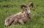 Picture of BIG HORN RAM YELLOWSTONE