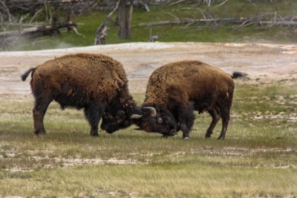 Picture of BISON BULLS SPARING YNP