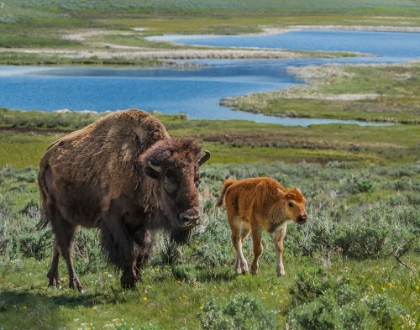 Picture of BISON COW AND CALF YNP