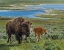 Picture of BISON COW AND CALF YNP