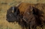 Picture of BISON DUO YNP