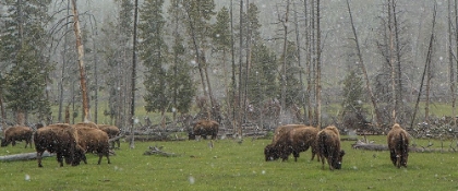 Picture of BISON GRAZING IN SNOW YNP