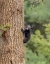 Picture of BLACK BEAR CUB CLIMBING YNP