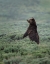 Picture of BLACK BEAR CUB UPRIGHT YNP