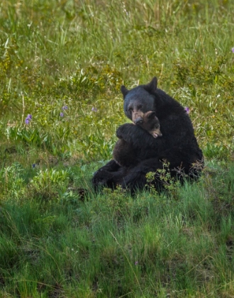 Picture of BLACK BEAR HUGGING CUB
