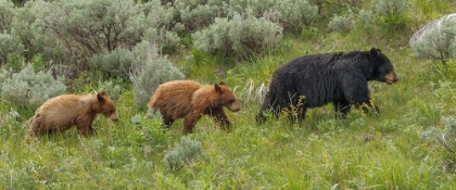 Picture of  SOW AND CUBS WALKING