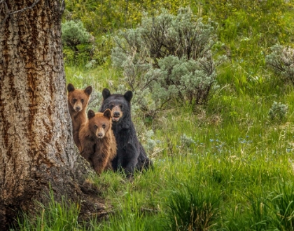 Picture of SOW AND CUBS FAMILY