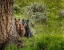 Picture of SOW AND CUBS FAMILY