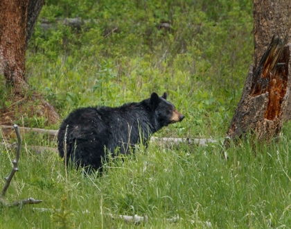 Picture of BLACK BEAR SOW WATCHING CUBS YNP