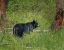 Picture of BLACK BEAR SOW WATCHING CUBS YNP