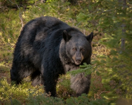 Picture of BLACK BEAR SOW YNP