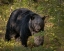 Picture of BLACK BEAR SOW YNP