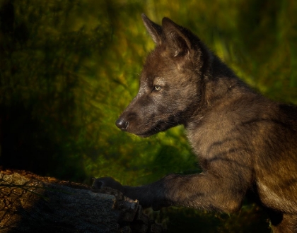 Picture of BLACK WOLF PUP
