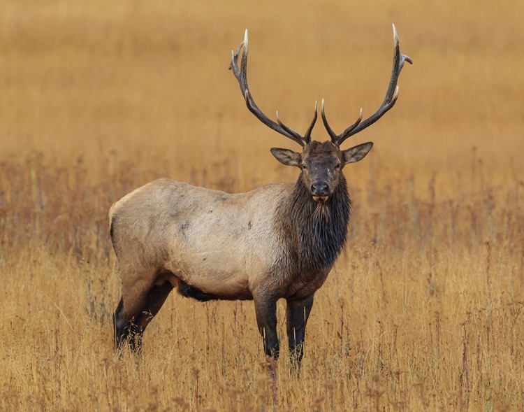 Picture of BULL ELK YNP