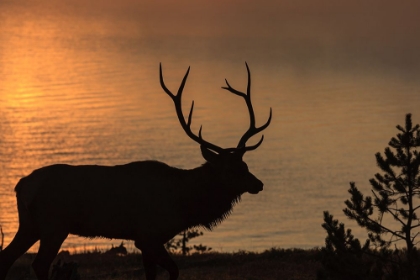 Picture of BULL ELK AT SUNRISE YNP