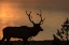 Picture of BULL ELK AT SUNRISE YNP