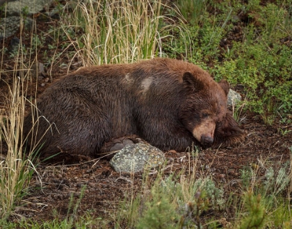 Picture of CINNAMON BEAR SLEEPS YNP