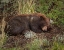Picture of CINNAMON BEAR SLEEPS YNP