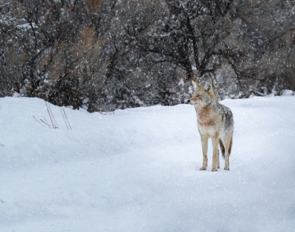 Picture of COYOTE IN SNOW YNP