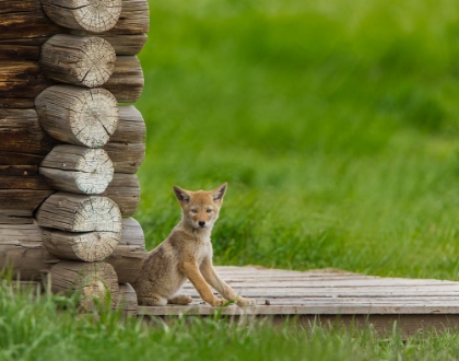 Picture of COYOTE PUP ON LOG CABIN PORCH