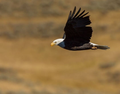 Picture of EAGLE FLYING YNP