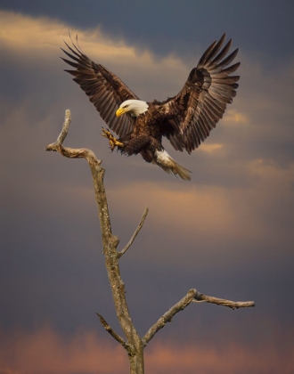 Picture of EAGLE LANDING ON BRANCH