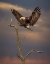 Picture of EAGLE LANDING ON BRANCH