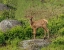 Picture of ELK CALF YNP