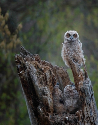 Picture of GREAT HORNED OWLETS