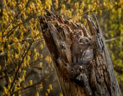 Picture of GREAT HORNED OWLETS 2